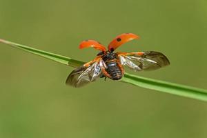 close up of ladybug ready to take off from blade of grass photo