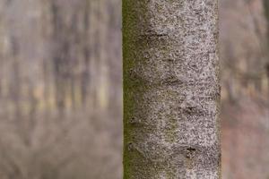 close up of trunk of tree in forest photo