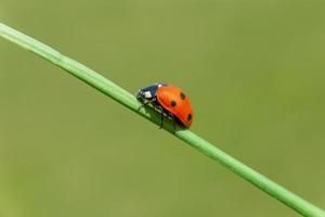 close up of ladybug sitting on blade of grass photo