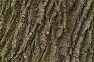 abstract natural background, close up of oak tree bark photo