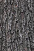 close up of oak tree trunk photo