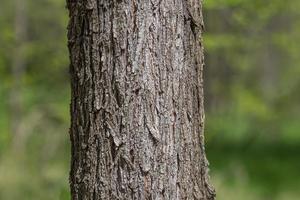 close up of trunk of tree in forest photo