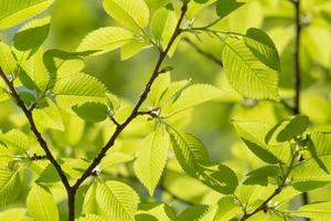 close up of green foliage on tree at spring photo