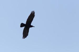 rook flying in a blue sky photo