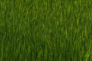 close up of dark green grass background photo