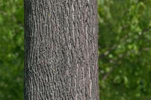 close up of maple tree trunk in park at summer photo