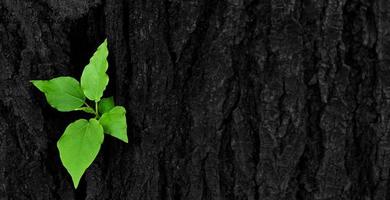 Green leaves, sprouting from intersection of the trunk or black bark of the tree with right copy space. Newly born life Natural beauty and natural wallpaper and macro concept photo