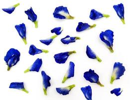 Top view of blue, purple, vioet or butterfly pea flower isolated on white background. Beauty of Nature, Petal, group of flora and floral pattern. Scientific name of flower is Clitoria ternatea L. photo