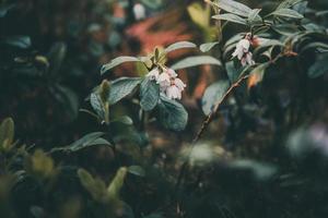 white flowering bush of forest berry photo