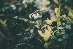 white flowering bush of forest berry photo