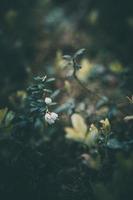 white flowering bush of forest berry photo