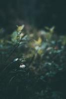 white flowering bush of forest berry photo