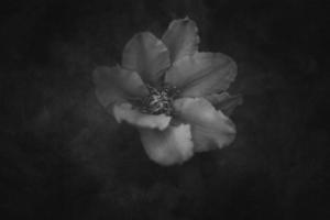clemátide flor en el jardín en de cerca foto