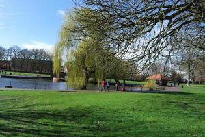 Low Angle View of Tree and Branches at Local Park photo