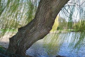 bajo ángulo ver de local público parque y hermosa arboles un claro y frío día de 22-marzo-2023 a lutón pueblo de Inglaterra Reino Unido. foto