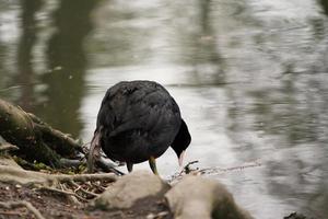 Cute Water Birds at Lake Side of Local Public Park photo