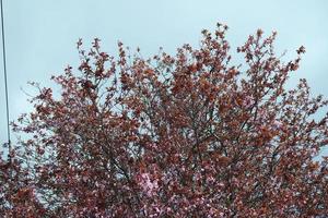 Low Angle View of Tree and Branches at Local Park photo