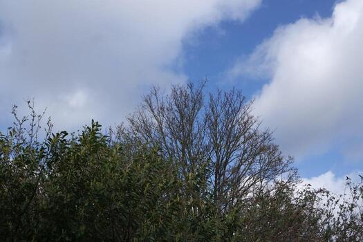 Low Angle View of Tree and Branches at Local Park photo
