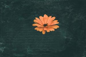 orange flower on a dark background in the garden in close-up photo