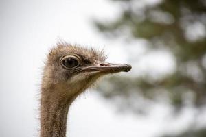 avestruz cabeza en de cerca en contra el fondo de naturaleza foto