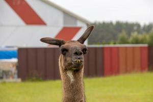 head portrait of a brown llama outdoors photo