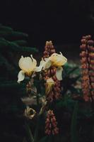 amarillo flor en un oscuro antecedentes en el jardín foto