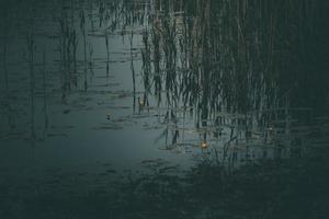 small narrow river flowing through the meadow on a gray misty day in closeup photo