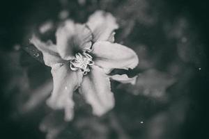 clematis flower in the garden in close-up photo