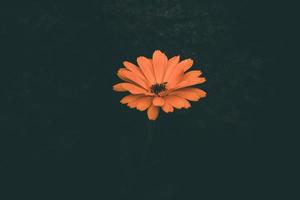 orange flower on a dark background in the garden in close-up photo