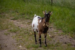 goat walking loosely around the farm on a summer day photo