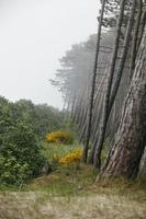 bosque creciente en el dunas en el playa de el báltico mar en un brumoso día Polonia foto