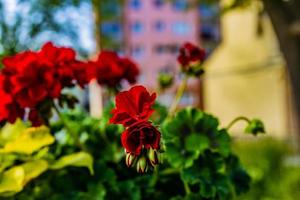 rojo geranios en un calentar verano día foto