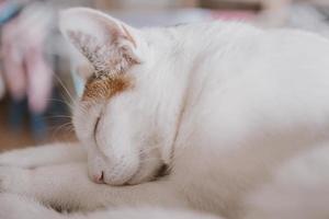 cute little white-red sleeping cat in closeup photo