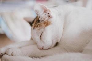 cute little white-red sleeping cat in closeup photo