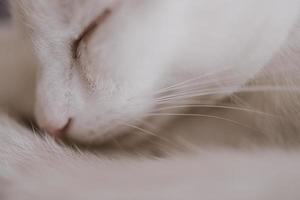 cute little white-red sleeping cat in closeup photo