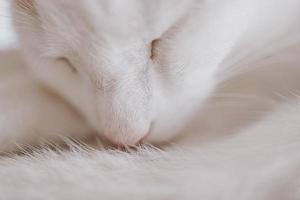 cute little white-red sleeping cat in closeup photo