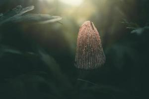 wild mushroom among green grass in closeup in the sunshine photo