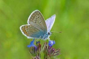 blue butterfly sitting on wild flower in green grass photo