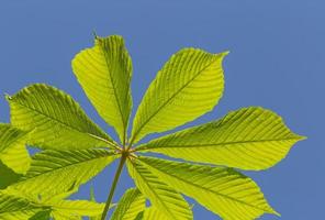 green chestnut tree leaf against blue sky photo