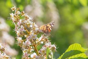 brown butterfly sitting on chestnut tree blossoming photo