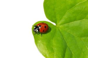 ladybug sitting on green leaf isolated on white background photo