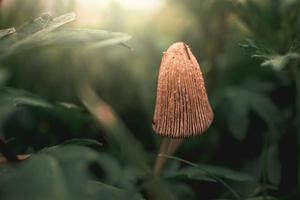 wild mushroom among green grass in closeup in the sunshine photo