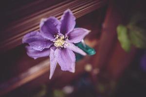 clemátide flor en el jardín en de cerca foto