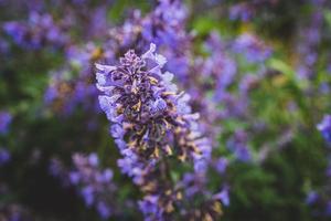 purple flower in close-up on a warm summer day photo