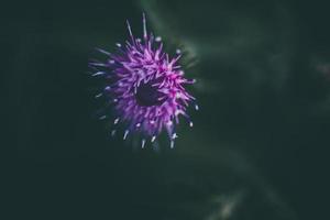 purple flowers on a dark green background in the garden in close-up photo