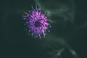 purple flowers on a dark green background in the garden in close-up photo