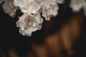 white azalea in the summer garden photo