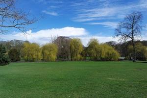 Low Angle View of Tree and Branches at Local Park photo