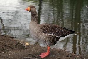 Cute Water Birds at Lake Side of Local Public Park photo