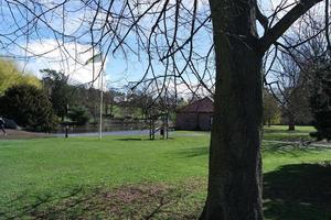 bajo ángulo ver de árbol y ramas a local parque foto